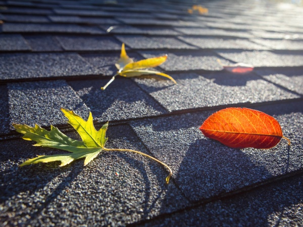 Colorful fall leaves on a roof